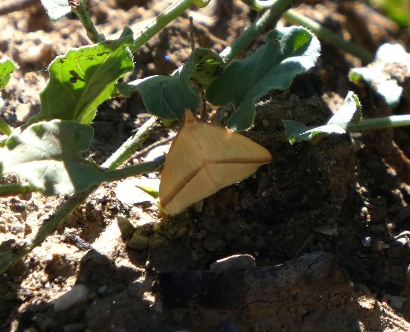 Rhodometra sacraria  - Josep Maria Solé Molins