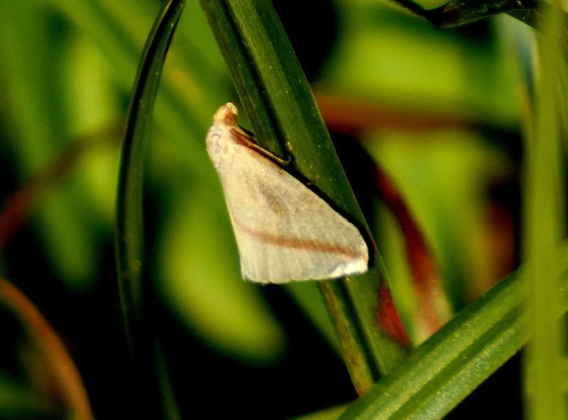 Rhodometra sacraria  - Josep Maria Solé Molins