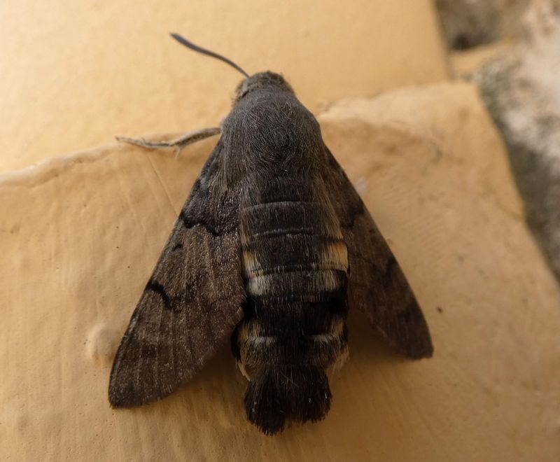 Macroglossum stellatarum  - Josep Maria Solé Molins