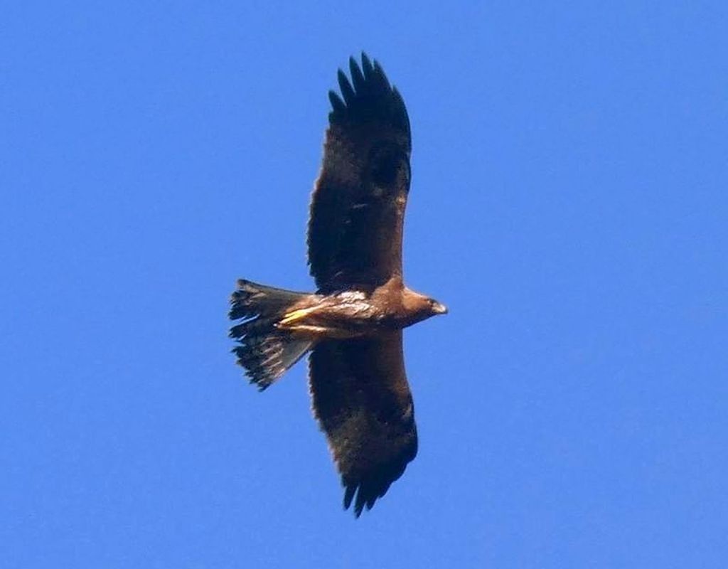 Àguila cuabarrada  - Josep Maria Solé Molins