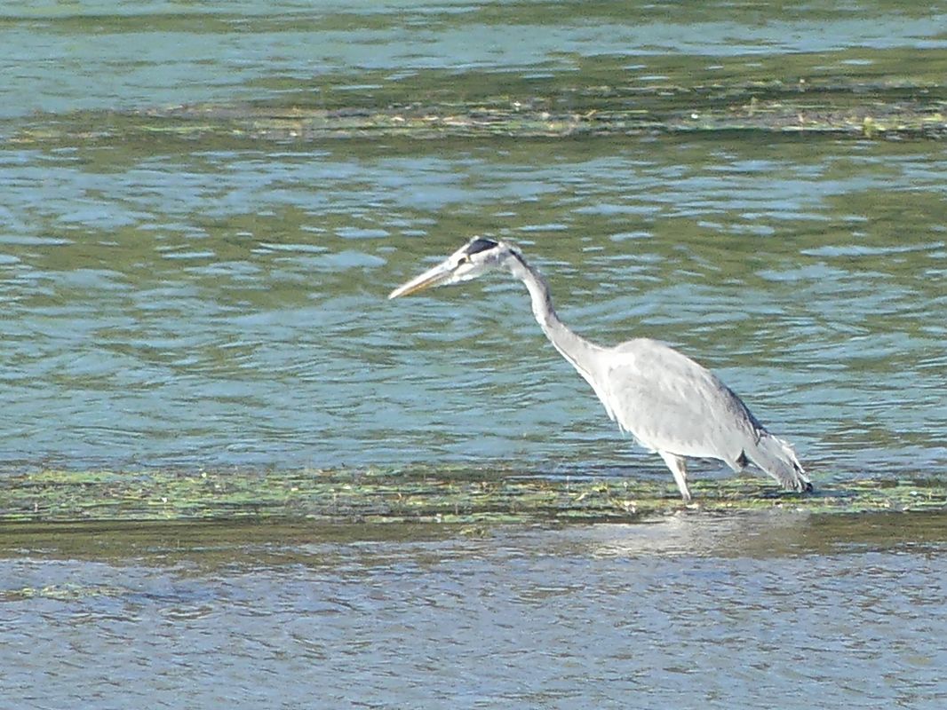 Bernat pescaire  - Alons Navarro Alvarez