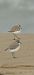 Kentish Plover - Van Den Driessche Vincent