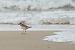 Corriol gros (Charadrius hiaticula) © Van Den Driessche Vincent