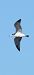 Caspian Gull - Van Den Driessche Vincent