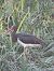 Cigonya negra (Ciconia nigra) © Èric Capdevila Mezcua