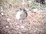 Batallaire (Calidris pugnax) © Pau Esteban