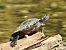Graptemys ouachitensis © Carlos Alvarez-Cros