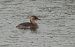 Little Grebe - Màrius Domingo