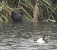 Common Moorhen - Màrius Domingo