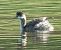 Cabussó collnegre (Podiceps nigricollis) © Màrius Domingo