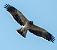 Àguila calçada (Hieraaetus pennatus) © Màrius Domingo