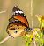 Papallona tigre (Danaus chrysippus) © Màrius Domingo