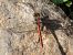 Pixaví estriat (Sympetrum striolatum) © Arnau Bonan Barfull