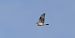 Àguila cuabarrada (Aquila fasciata) © Iain Hartley
