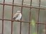Papamosques gris balear (Muscicapa tyrrhenica balearica) © Feliu López i Gelats