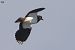 Fredeluga (Vanellus vanellus) © Lluís Vilamajó