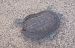 Tortuga de rierol (Mauremys leprosa) © Javier Romera Cabrera