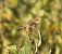 Zitting Cisticola (Cisticola juncidis) © Eulàlia Maspons