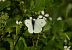 Small White (Pieris rapae) © Eulàlia Maspons