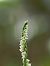 Spiranthes spiralis  - Ramon Calvet i Falgueras