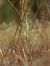 Spiranthes spiralis  - Ramon Calvet i Falgueras
