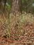 Spiranthes spiralis  - Ramon Calvet i Falgueras