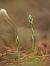 Spiranthes spiralis  - Ramon Calvet i Falgueras