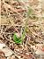 Spiranthes spiralis  - Ramon Calvet i Falgueras