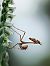 Spiranthes spiralis © Ramon Calvet i Falgueras