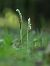 Spiranthes spiralis © Ramon Calvet i Falgueras