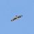 Àguila cuabarrada (Aquila fasciata) anònim