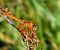 Pipa aureolada (Trithemis kirbyi) anònim