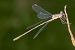 Vimetaire occidental (Chalcolestes viridis) © Joan Estrada Bonell