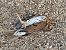 Song Thrush - Paco Bonilla