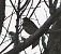 Piula dels arbres (Anthus trivialis) © Andrew Clarke