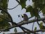 Piula dels arbres (Anthus trivialis) © Andrew Clarke