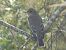 Papamosques gris (Muscicapa striata) © Andrew Clarke