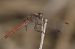 Pixaví de lligacama (Sympetrum sinaiticum) © David Gispert