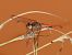 Pixaví estriat (Sympetrum striolatum) © Josep M. Palau Garrabou
