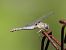 Pixaví estriat (Sympetrum striolatum) © Josep M. Palau Garrabou