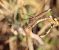 Sagnador escarlata (Crocothemis erythraea) © Josep Ignasi Tejedor Boned