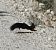 Esquirol (Sciurus vulgaris) © Josep Ignasi Tejedor Boned
