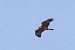 Àguila cuabarrada (Aquila fasciata) © Thomas Kuppel