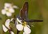 Blaveta estriada (Leptotes pirithous) © Theo Loinaz