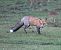 Guineu, guilla (Vulpes vulpes) © Albert López Prat