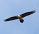 Trencalòs (Gypaetus barbatus) © Albert López Prat