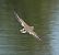 Xivitona (Actitis hypoleucos) © Lluís Casilari