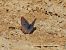 Long-tailed Blue  - Ignacio López González