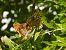 Silver-washed Fritillary  - Ignacio López González