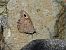Faune bru (Hipparchia statilinus) © Ignacio López González